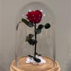 Illyrian Eternal Rose