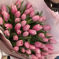 Pink Tulips 