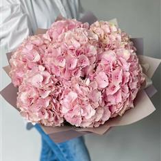 Pink Hydrangeas 