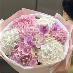 Pink &amp; White Hyd Mix