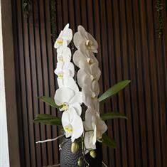 Large Cascade Orchid