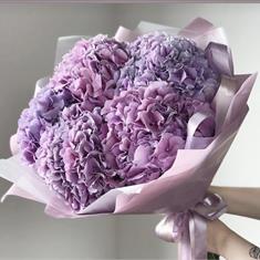 Lilac Hydrangeas 