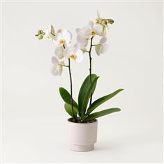White Orchid 