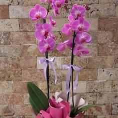 Pink Orchid