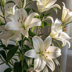 White Lilies