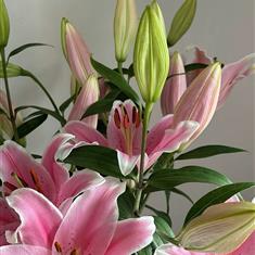 Pink Lilies 