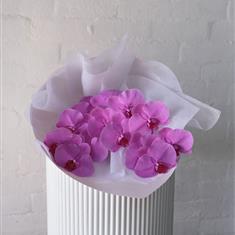 Phalaenopsis Boquet