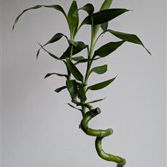 Lucky Bamboo