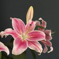 Single Pink Lily