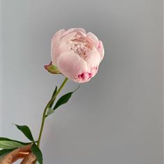 Single Peony 