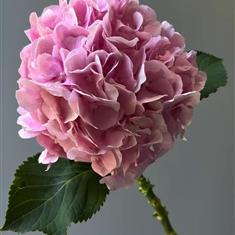 Single Pink Hyd