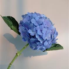 Single Blue Hyd