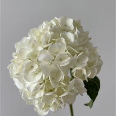 Single White Hyd