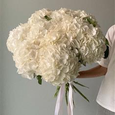 White Hyd