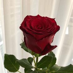 Single Red Rose