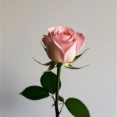 Single Pink Rose