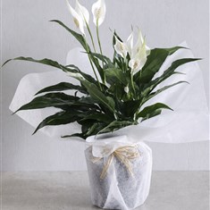 Peace Lily Plant