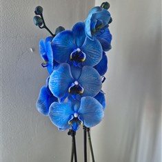 Blue Orchid Plant